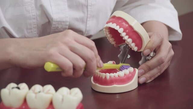 dentist brushes teeth on the layout of teeth