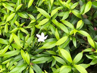 beautiful flower white with leaf green nature . background fresh natural for flyer, poster and etc