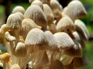 mushrooms on the tree