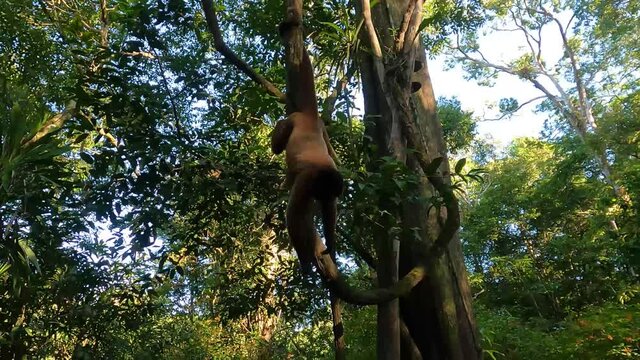 Brown monkey in natural habitat, rainforest, and jungle - Tourist shares banana with wild monkey - handheld shot
