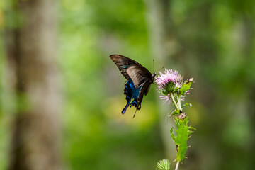 カラスアゲハ　黒アゲハ　蝶