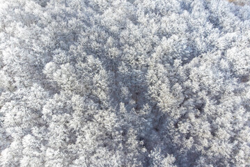 deciduous forest in winter from aerial view
