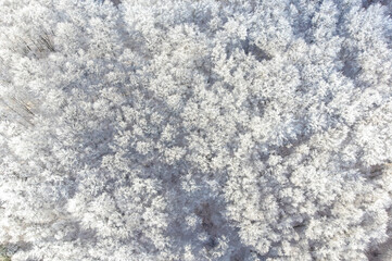 A forest seen from above in winter