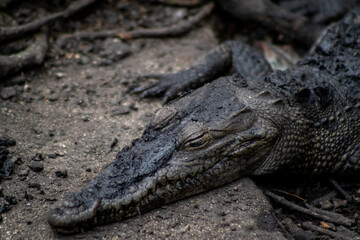 cocodrilario, la manzanilla de el mar, jalisco mexico