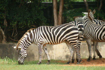 Fototapeta na wymiar A herd of zebras in a wide field