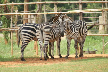 Fototapeta na wymiar A herd of zebras in a wide field