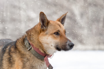 Head of a mestizo German Shepherd in profile.