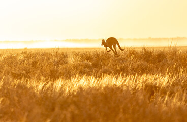 Scenery of a meadow with kangaroos in nature