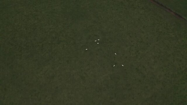 Rising Aerial Shot of a Group of Sheep Hearding Together in a Field.