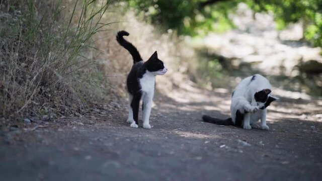 Slowmo low POV shot of white and black cats on street, standing and grooming