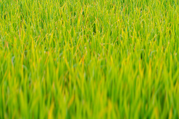 Dew drop on green grass field in morning