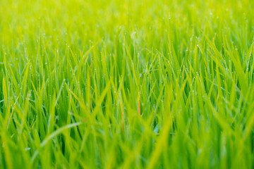 Dew drop on green grass field in morning