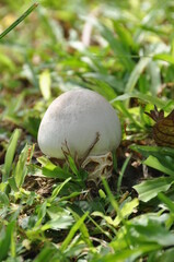 A naturally occurring white mushroom.