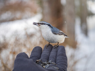 Fototapeta premium The Eurasian nuthatch eats seeds from a man's hand. Hungry bird wood nuthatch eating seeds from a hand during winter or autumn