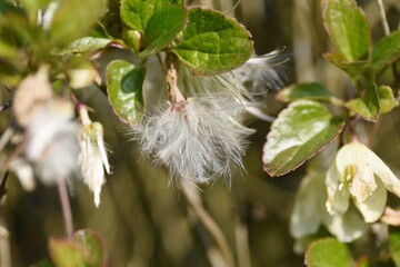 Clematis fluff after flowering. It is a Ranunculaceae perennial vine and is called the queen of climbing plants. 