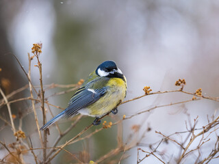 Cute bird Great tit, songbird sitting on a branch without leaves in the autumn or winter.