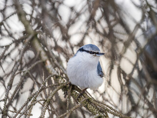 Eurasian nuthatch or wood nuthatch, lat. Sitta europaea, sitting on a tree branch with a blurred background.