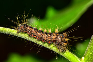 Insects inhabiting wild plants: butterflies and insect larvae