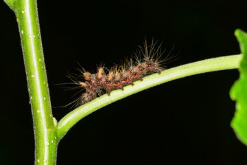 Insects inhabiting wild plants: butterflies and insect larvae