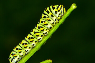 Insects inhabiting wild plants: butterflies and insect larvae