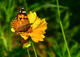 Insects inhabiting wild plants: butterflies and insect larvae