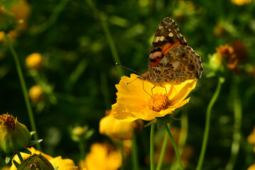 Insects inhabiting wild plants: butterflies and insect larvae