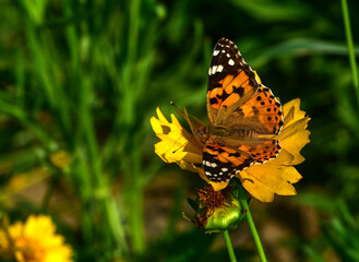 Insects inhabiting wild plants: butterflies and insect larvae