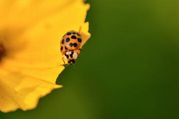 Insects inhabiting wild plants: butterflies and insect larvae