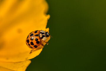 Insects inhabiting wild plants: butterflies and insect larvae