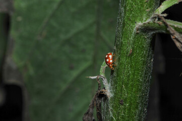 Insects inhabiting wild plants: butterflies and insect larvae