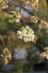 白峯神宮の鬱金桜