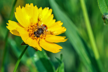 Insects inhabiting wild plants
