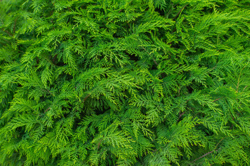 genus of coniferous shrubs of the Cypress family