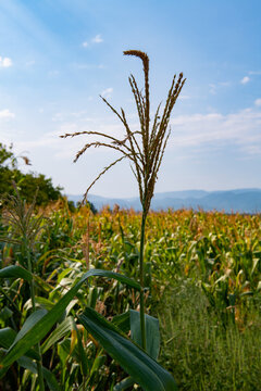 green corn field in the suburbs of georgia