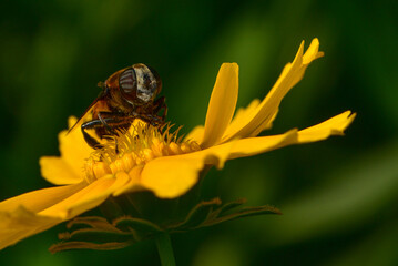 Insects inhabiting wild plants