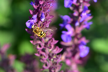 Insects inhabiting wild plants