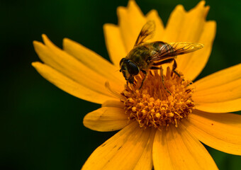Insects inhabiting wild plants
