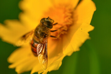 Insects inhabiting wild plants