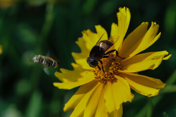 Insects inhabiting wild plants