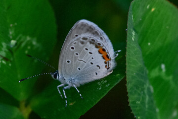 Insects inhabiting wild plants