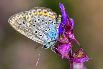 Insects inhabiting wild plants