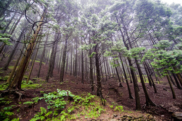 Forest in Mist of Lushan Mountain in China