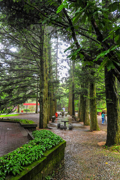 Forest in Mist of Lushan Mountain in China