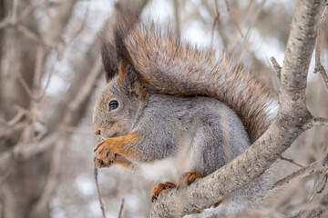 The squirrel with nut sits on tree in the winter or late autumn