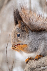 The squirrel with nut sits on tree in the winter or late autumn. Portrait of the squirrel close-up
