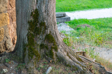 Fototapeta na wymiar moss grows right on a tree trunk in Batumi Botanical Garden