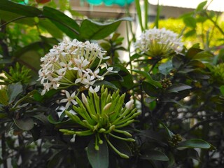 The flowers are decorated for viewing for beauty.
