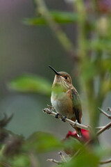 hummingbird on a branch
