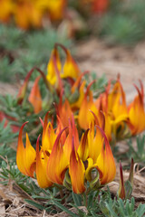 Lotus Gold Flash ground cover plant in bloom