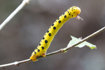 Caterpillar of the Four O'clock moth (Dysphania fenestrata)